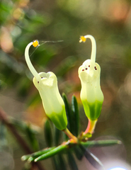 Darwinia peduncularis