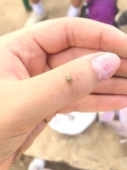 Metaphidippus chera