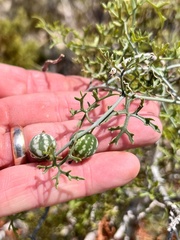 Ibervillea tenuisecta