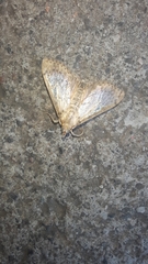 Lepidoptera