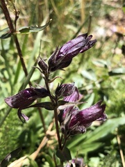 Penstemon whippleanus