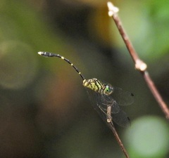 Nannophlebia eludens