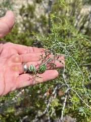 Ibervillea tenuisecta