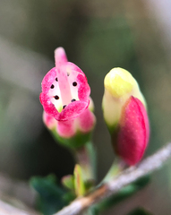 Darwinia peduncularis