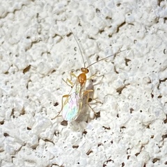 Rogadinae