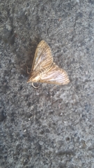 Lepidoptera