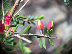 Darwinia peduncularis