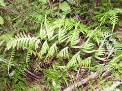 Pteris semipinnata