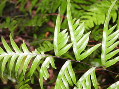 Pteris semipinnata