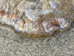 Chrysaora fuscescens