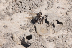 Anthophora bomboides bomboides