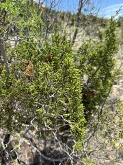 Juniperus