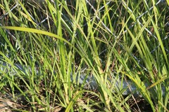 Cyperus esculentus
