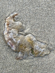 Chrysaora fuscescens