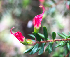 Darwinia peduncularis