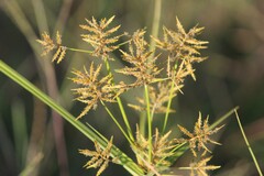 Cyperus esculentus