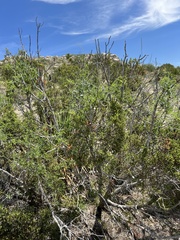 Juniperus