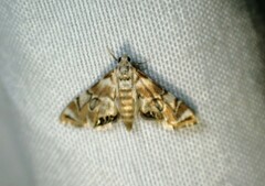 Eoparargyractis plevie