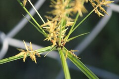 Cyperus esculentus