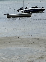 Charadriiformes