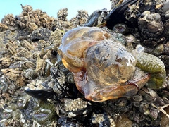 Chrysaora fuscescens