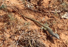 Aspidoscelis tesselatus