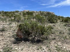 Juniperus