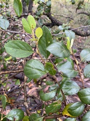 Petalostigma pubescens