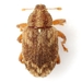 Lignyodes horridulus - Photo (c) Mike Quinn, Austin, TX, some rights reserved (CC BY-NC), uploaded by Mike Quinn, Austin, TX