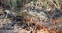 Aspidoscelis tesselatus