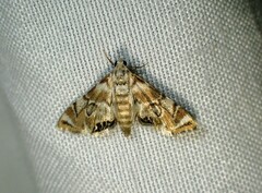 Eoparargyractis plevie