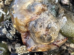 Chrysaora fuscescens