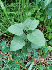 Physalis cinerascens