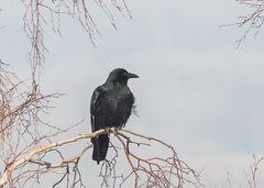 Corvus corone orientalis