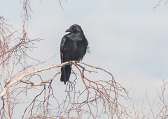 Corvus corone orientalis