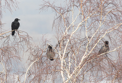 Corvus corone orientalis