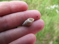 Bulimulus bonariensis