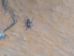 Stenomacra marginella