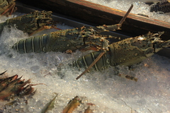 Nephropoidea