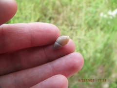 Bulimulus bonariensis