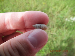 Bulimulus bonariensis