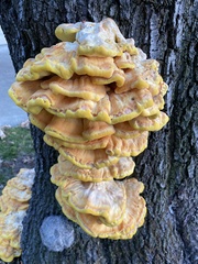 Laetiporus gilbertsonii