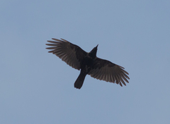 Corvus corone orientalis