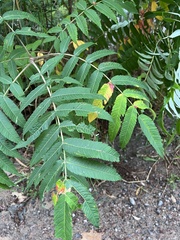 Rhus typhina