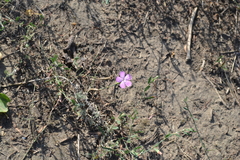 Dianthus campestris