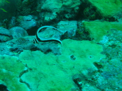 Eques punctatus