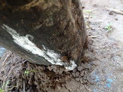 Gonatodes albogularis albogularis