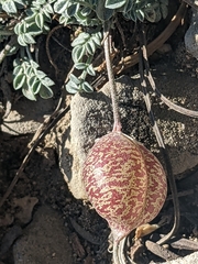 Astragalus platytropis