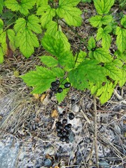 Actaea spicata