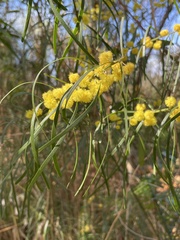 Acacia elongata
